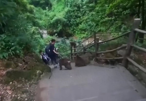 信通实盘 峨眉山野猴追人致其摔倒？景区回应