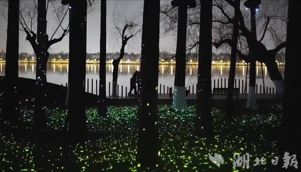 聚赢配资网 东湖萤火之森闪耀夏夜